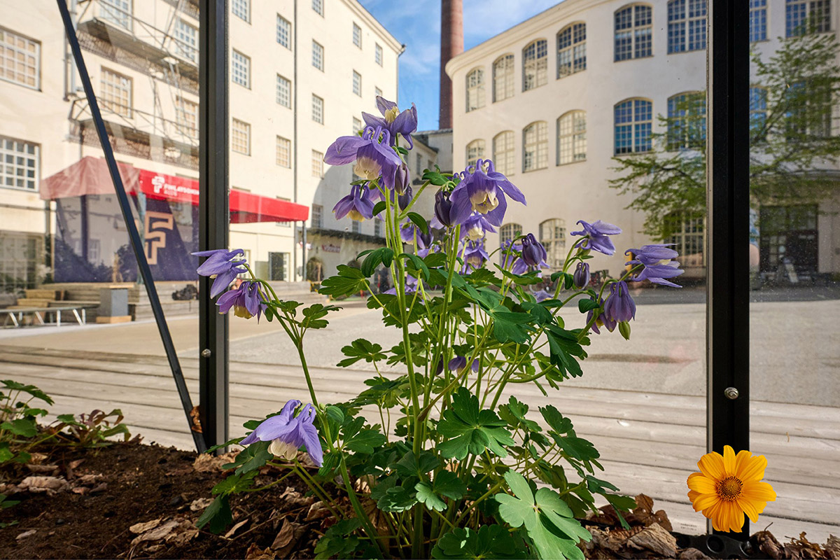 Kukkiva kasvi kasvihuoneessa Väinö Linnna aukiolla