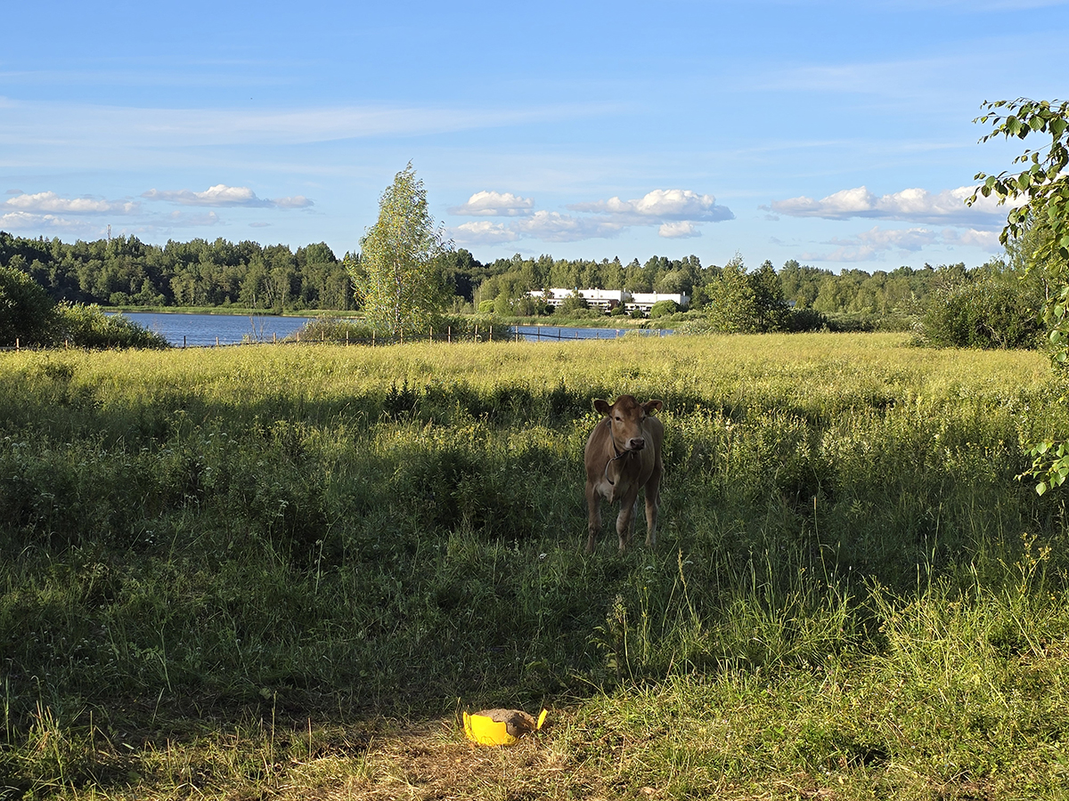 Korkeaa heinää kasvava niitty ja sen takana järvi. Niityllä seisoo punaruskea lehmä.